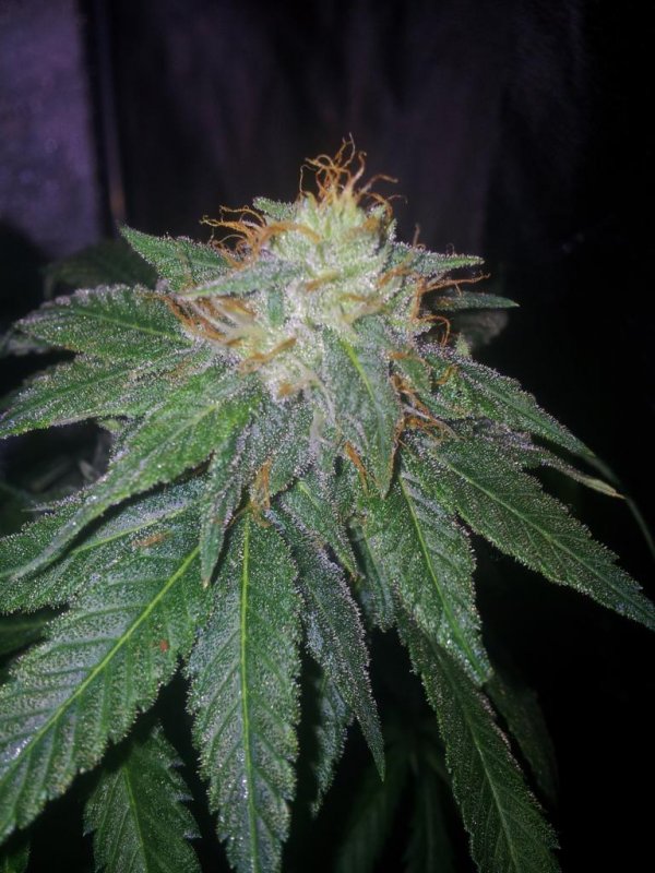 Chemmy Lemmy Pheno 1 Day 41  (2).JPG