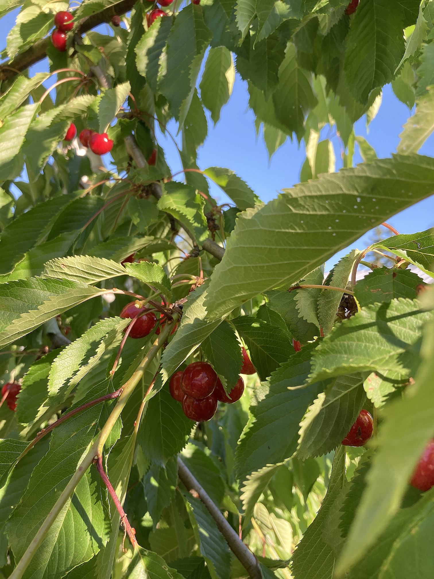 cherry tree.jpg