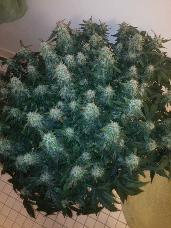 CherryBombTop_day52.jpg