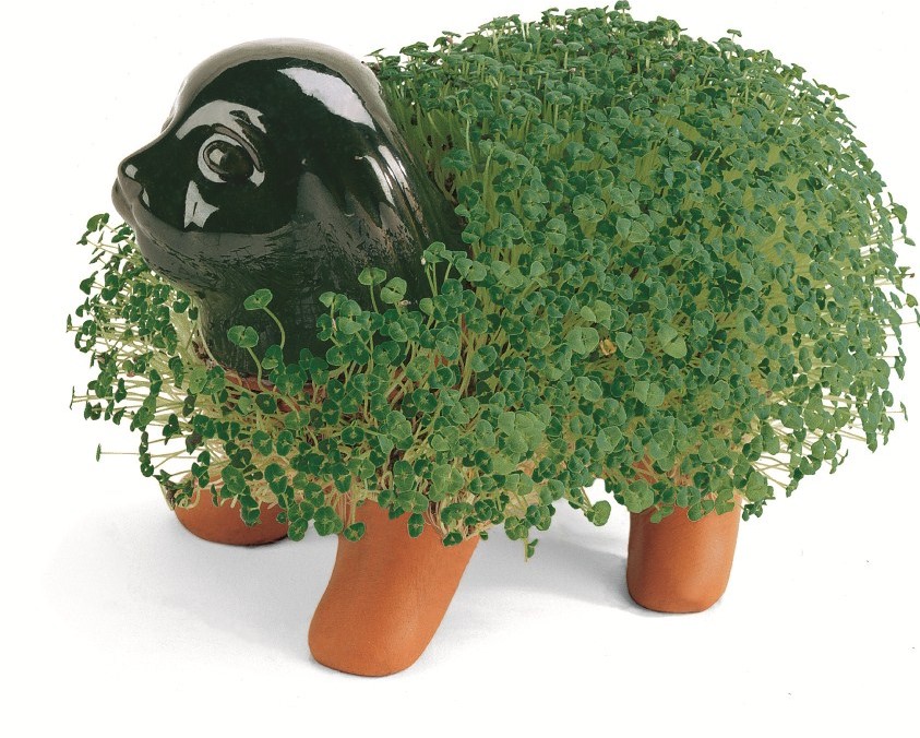 chia-pet (2).jpg