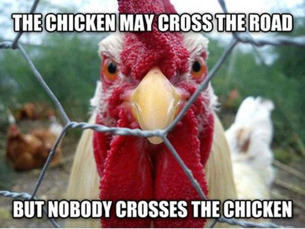 chickencross.jpg