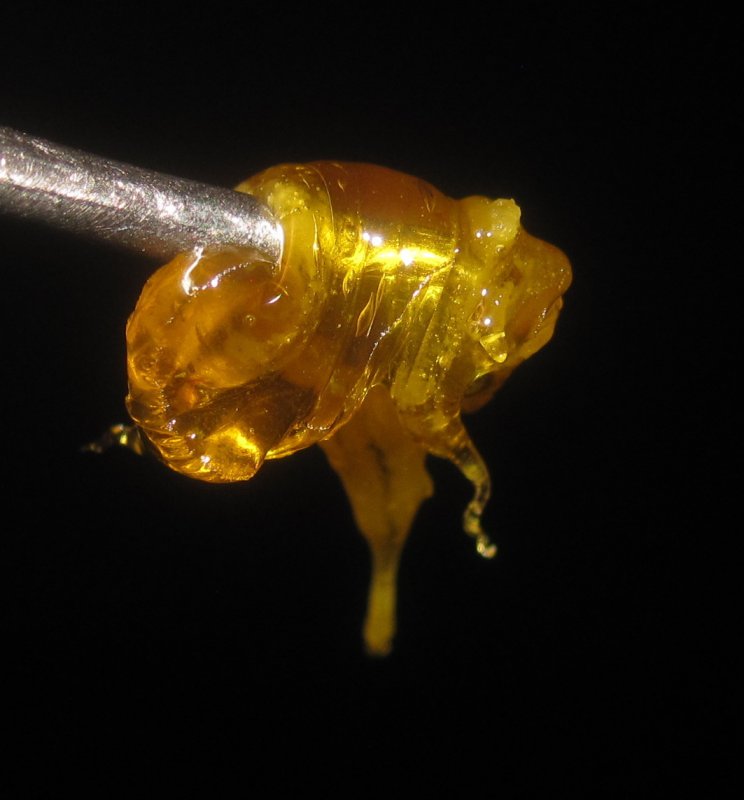 chikara rosin.JPG