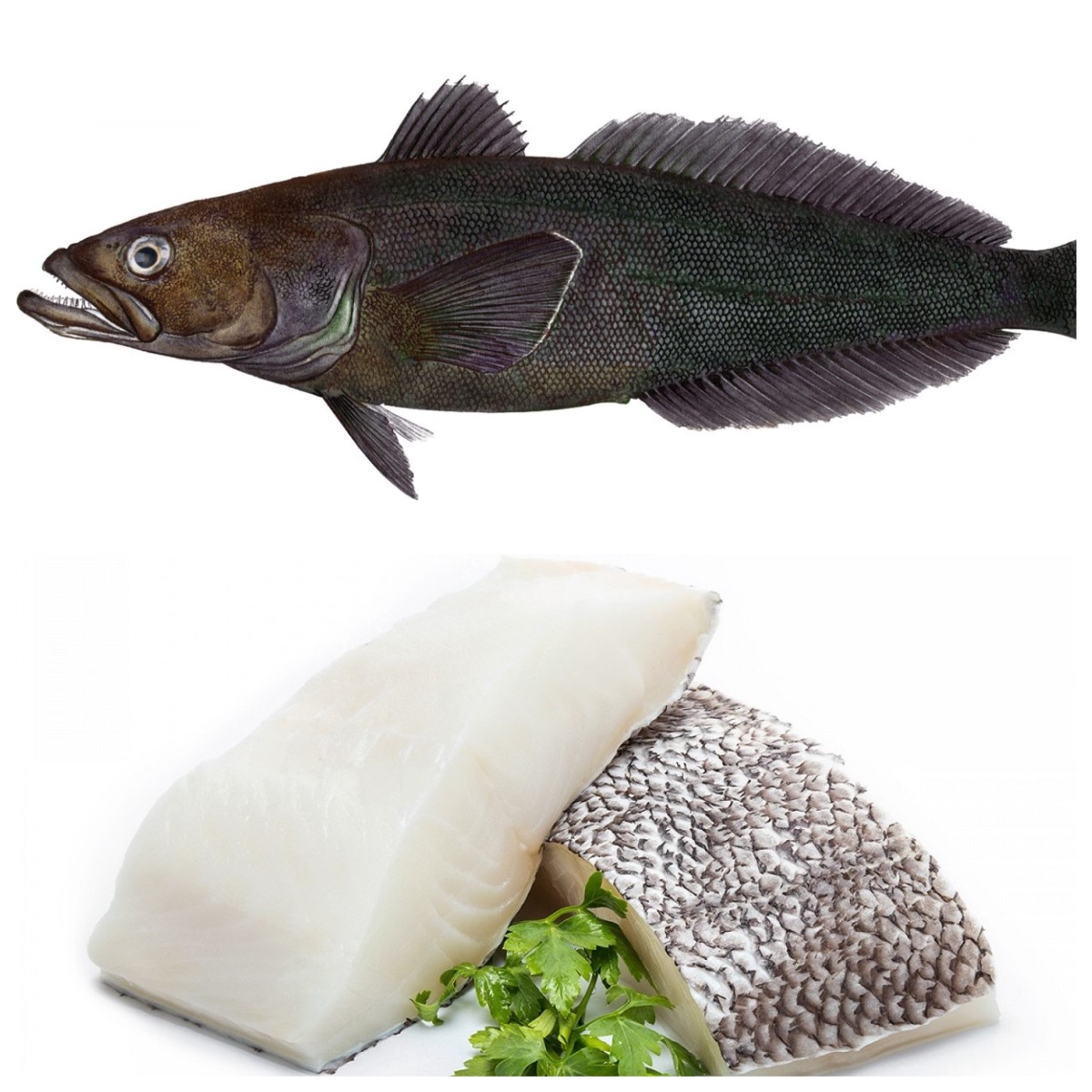 Chilean-Sea-Bass.jpg