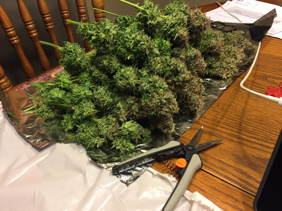 chocolate-skunk-harvest-day-81.jpg