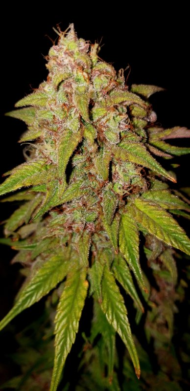 Chop Day 75 - (10).jpg