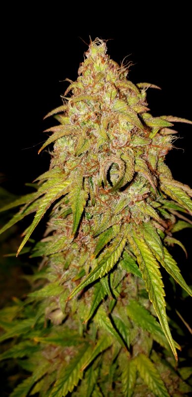 Chop Day 75 - (11).jpg