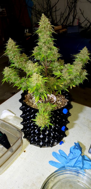 Chop Day 75 - (2).jpg