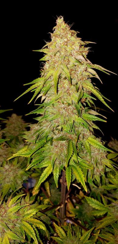 Chop Day 75 - (3).jpg