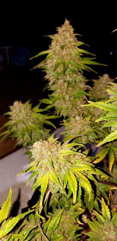 Chop Day 75 - (4).jpg