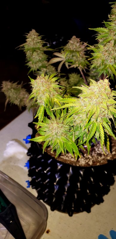 Chop Day 75 - (6).jpg