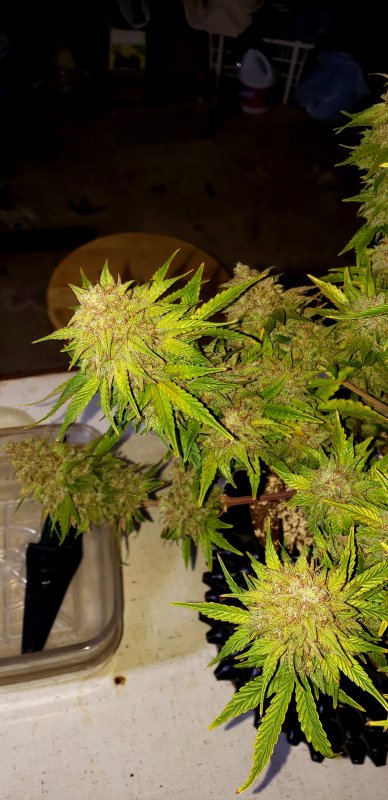 Chop Day 75 - (7).jpg