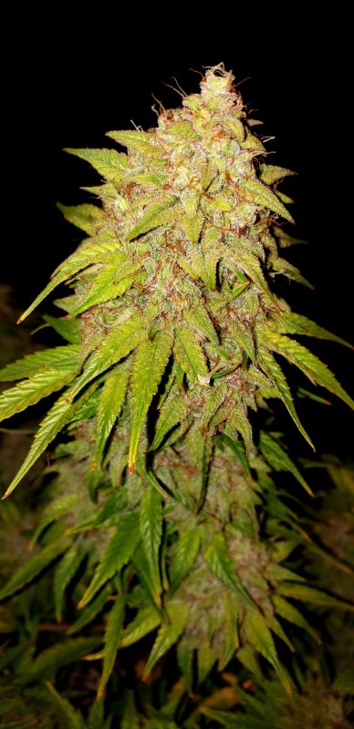 Chop Day 75 - (8).jpg