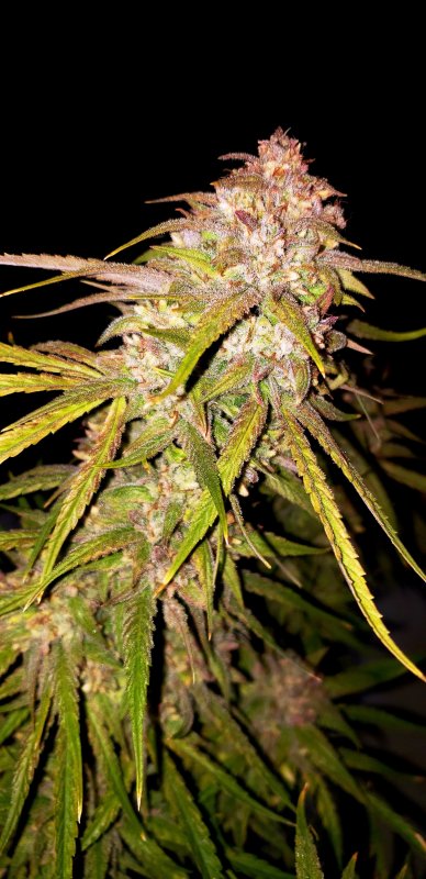 Chop - Day 90 - (10).jpg