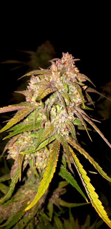 Chop - Day 90 - (8).jpg