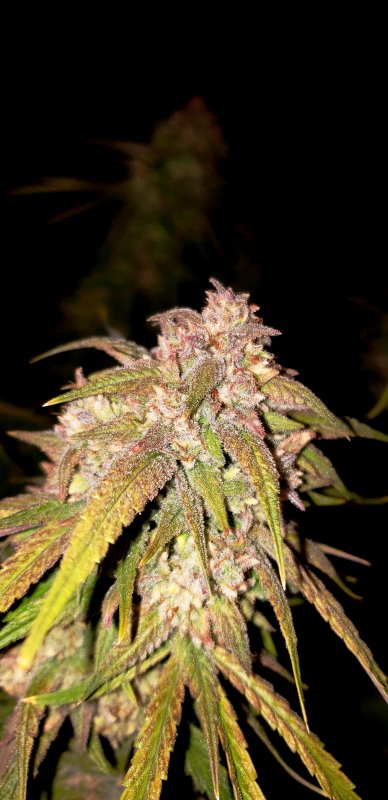 Chop - Day 90 - (9).jpg