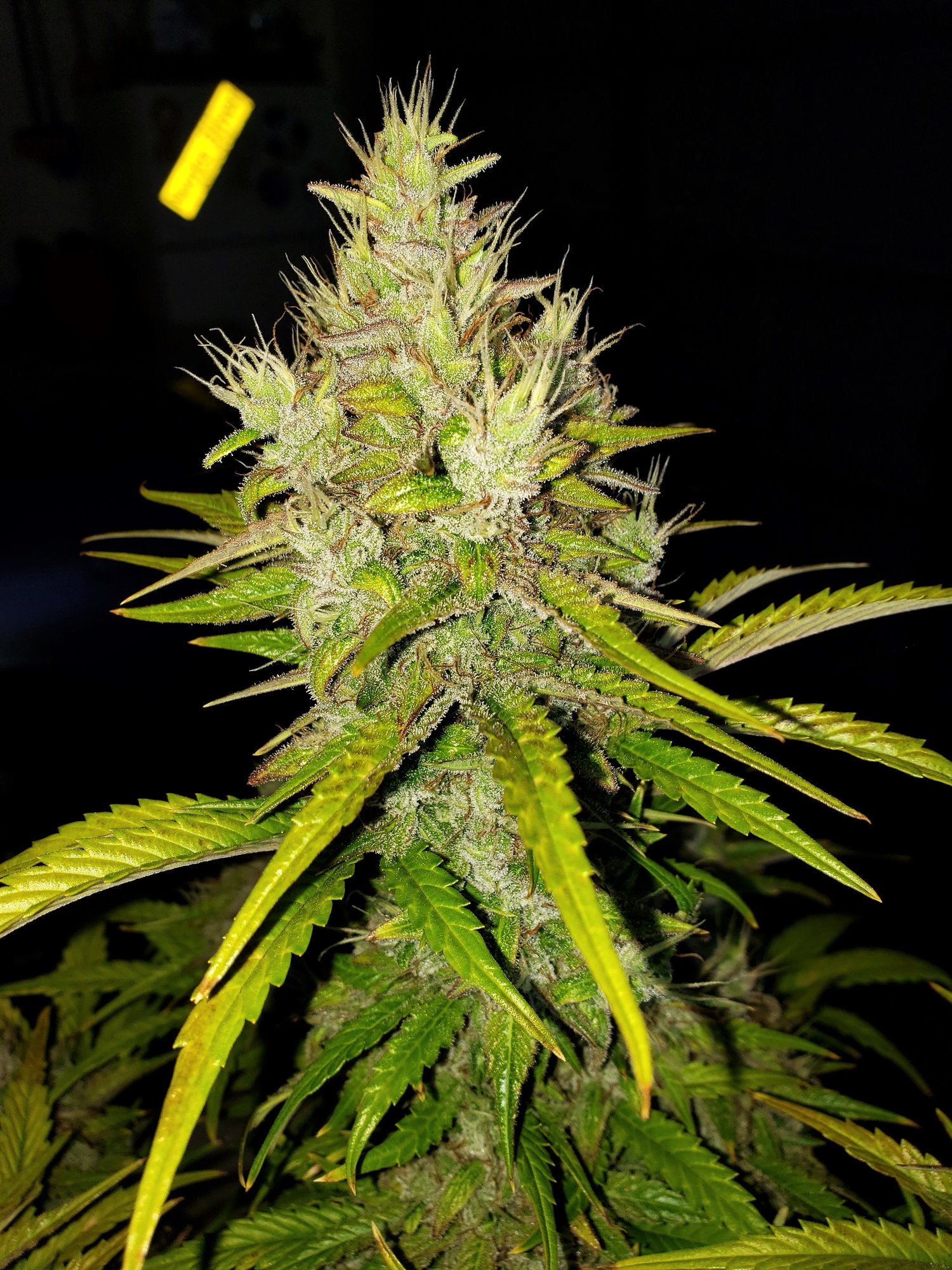 Chop Day - Day 69 - RocBudInc - Purple Scoops - (2).jpg