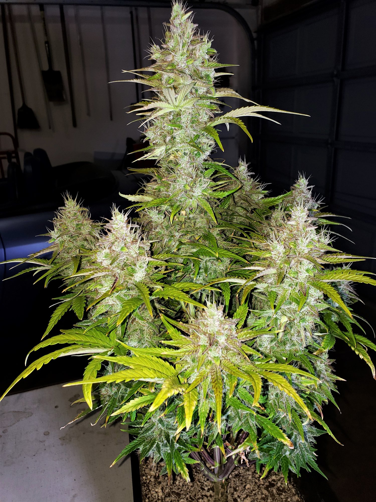 Chop Day - Day 69 - RocBudInc - Purple Scoops - (5).jpg