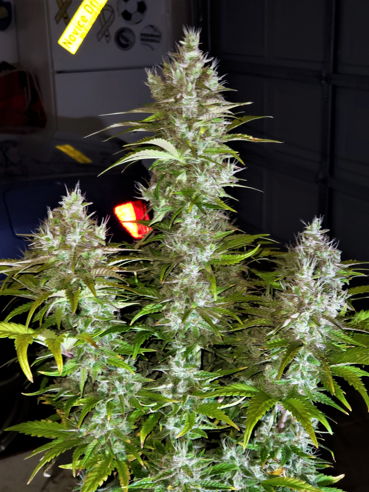 Chop Day - Day 69 - RocBudInc - Purple Scoops - (9).jpg