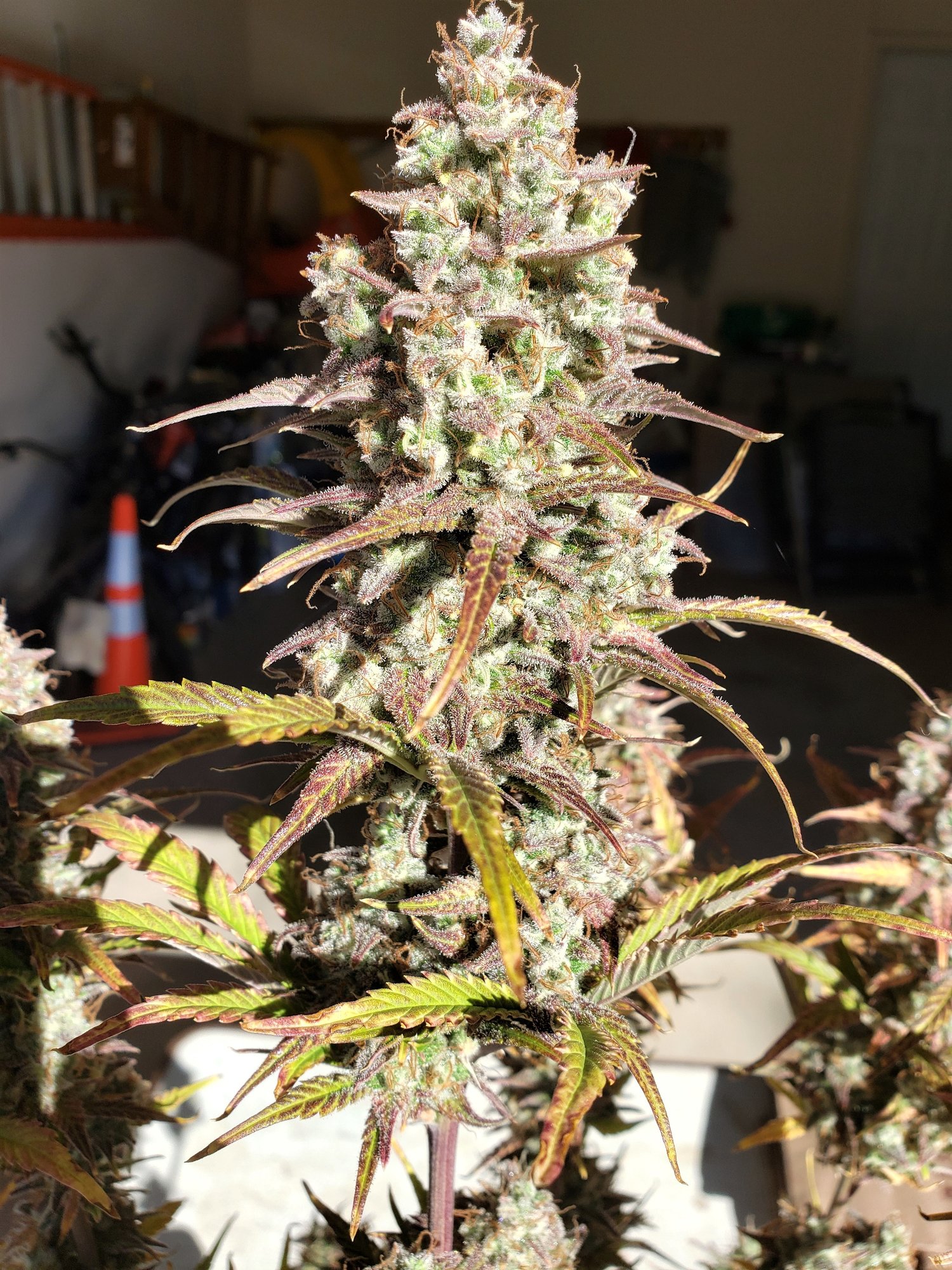 Chop Day - Day 76 - Grape God - (19).jpg