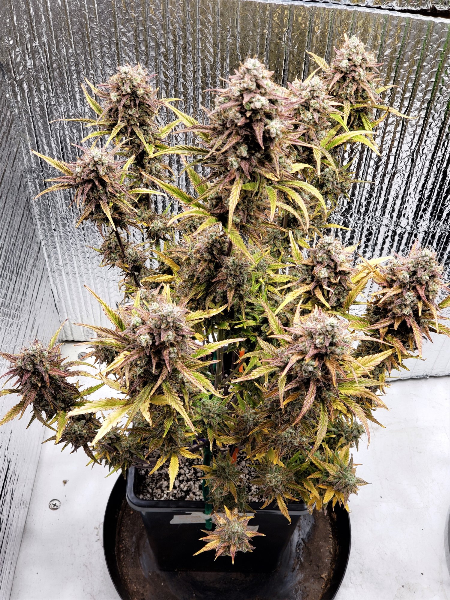 Chop Day - Day 76 - Grape God.jpg