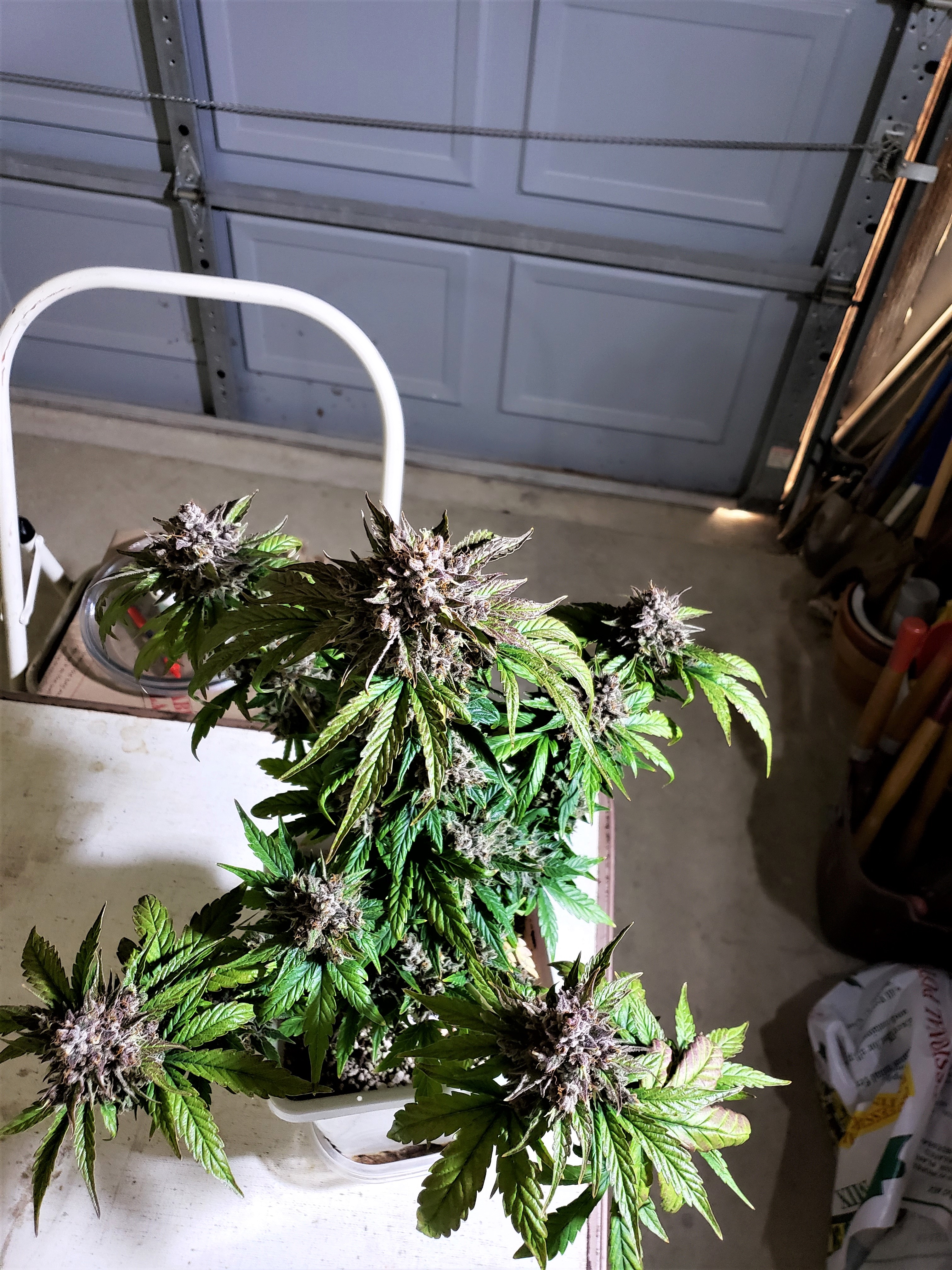 Chop Day - Day 76 - homemade Bluestone 2 - (12).jpg