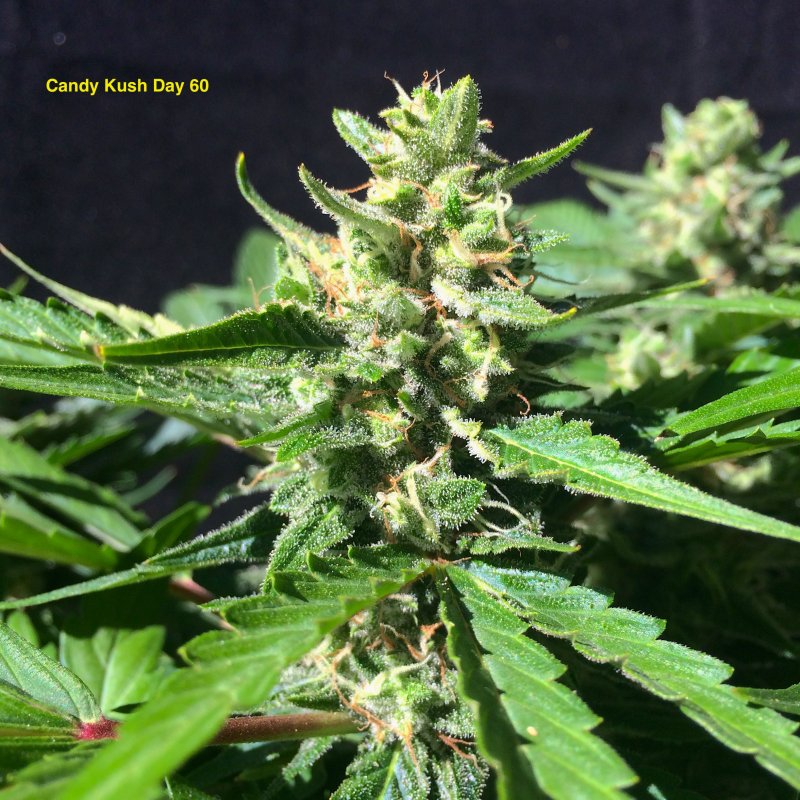 CK Bud Day 60.jpg