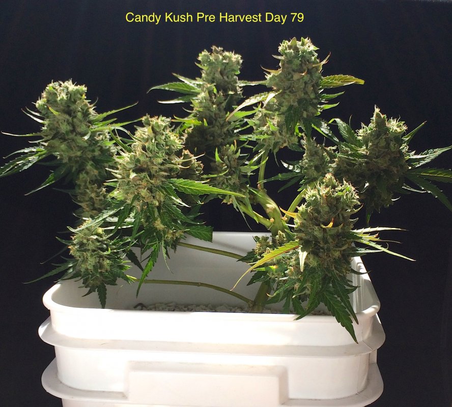 CK Pre Harvest 1.JPG