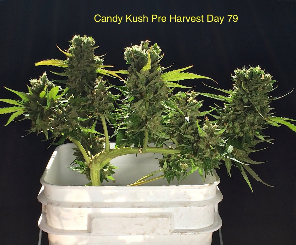 CK Pre Harvest 2.JPG