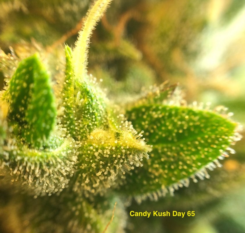 CK trichs day 65 2.JPG