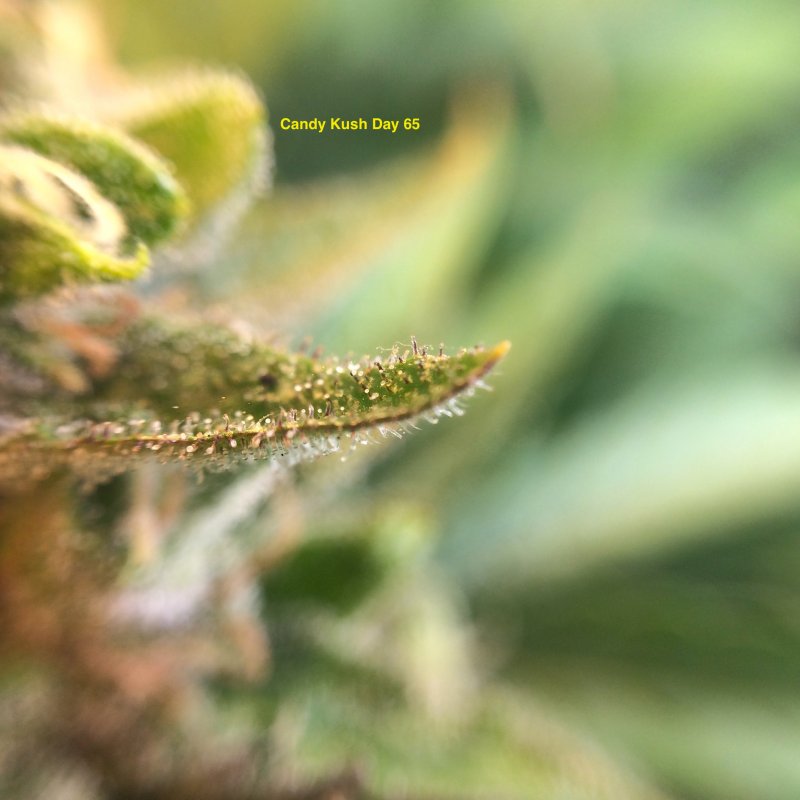 CK Trichs day 65.JPG