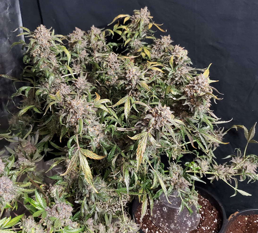 CL.3_day94.jpg