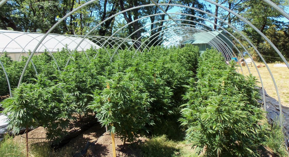 clean green grow in humboldt courtest of chris vsn hook.jpg