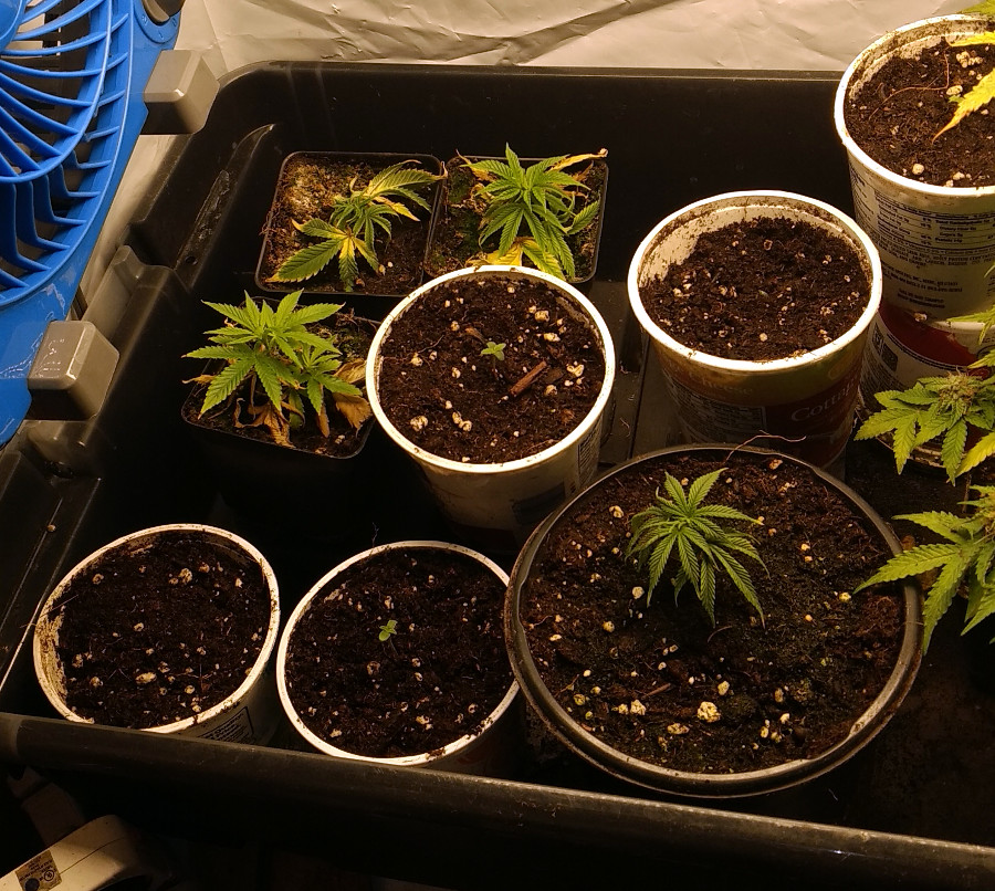 Clones and seedlings pic1 -5-31-2020.jpg