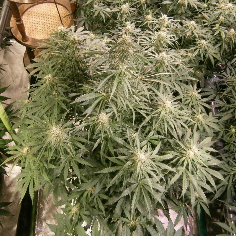 CMH Non-ScrOG B2.JPG