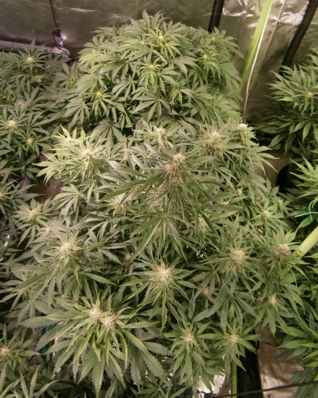 CMH Non-ScrOG.JPG