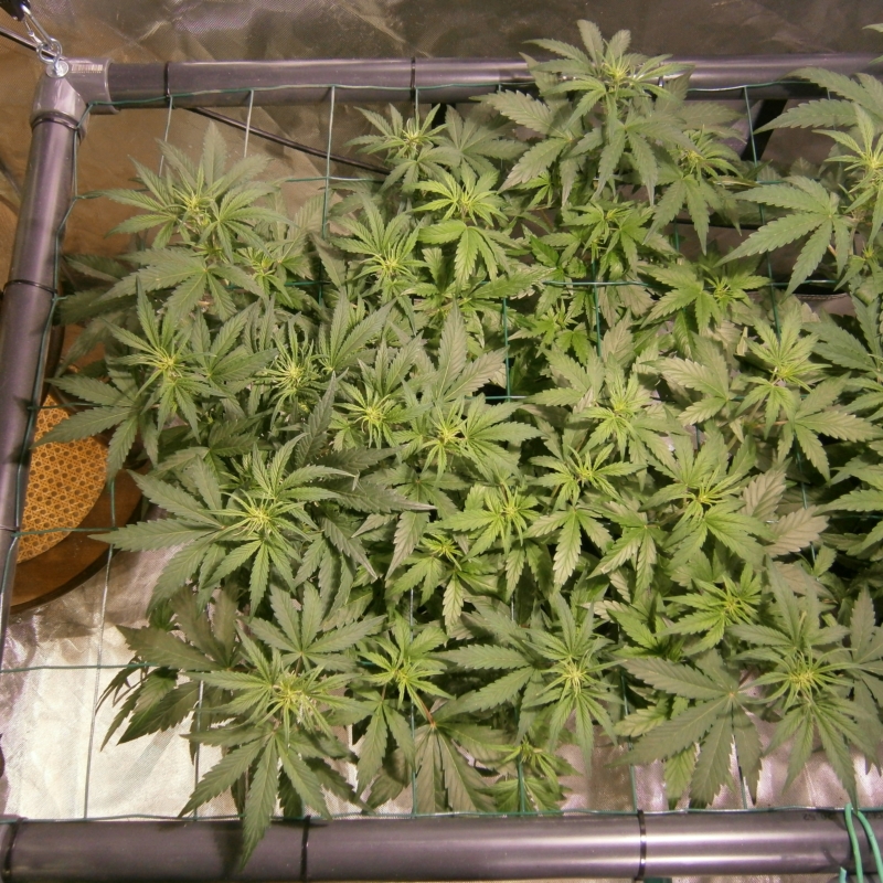 CMH ScrOG 1a.JPG