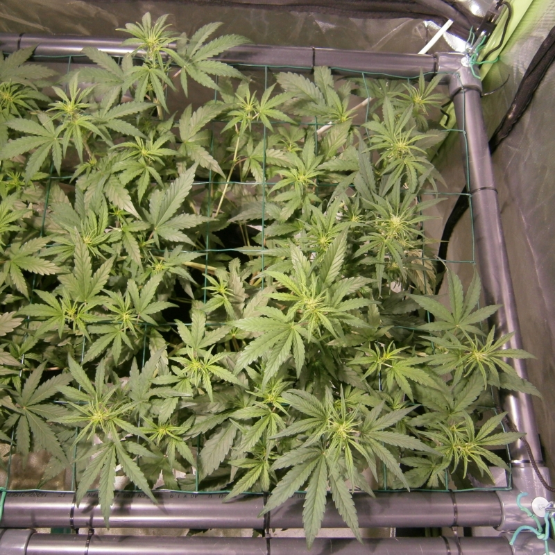 CMH ScrOG 1b.JPG