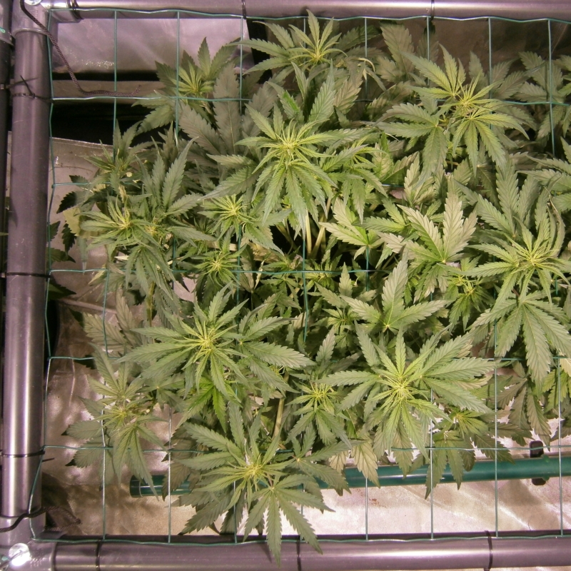 CMH ScrOG 2a.JPG