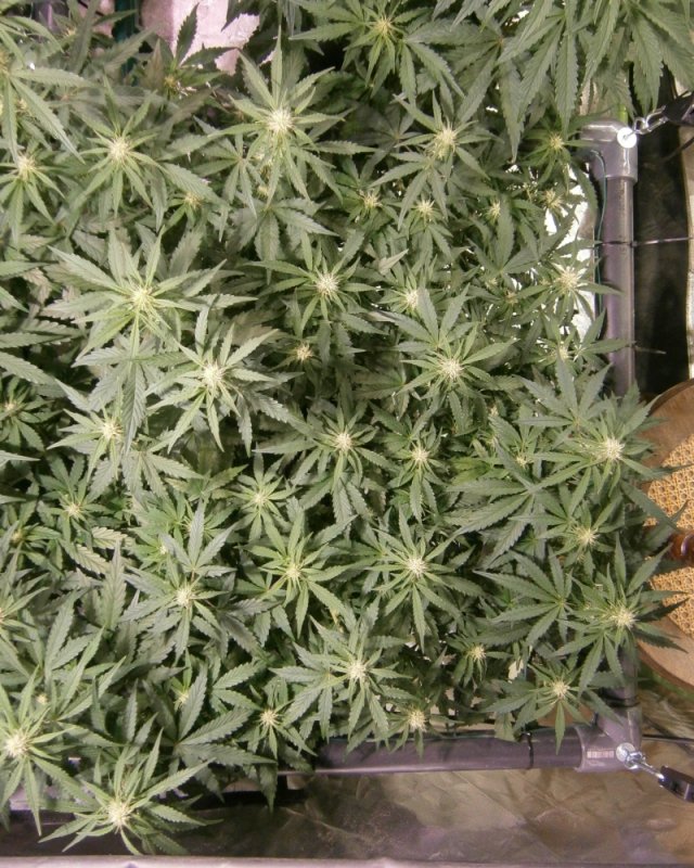 CMH ScrOG 2B.JPG