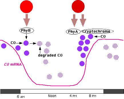 CO_mRNA.gif