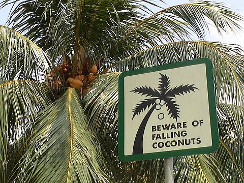 coconut1.jpg