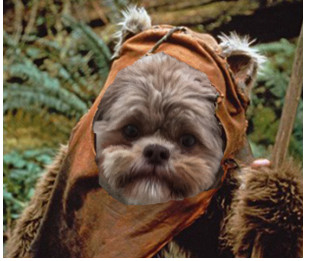 cody_the_ewok.jpg