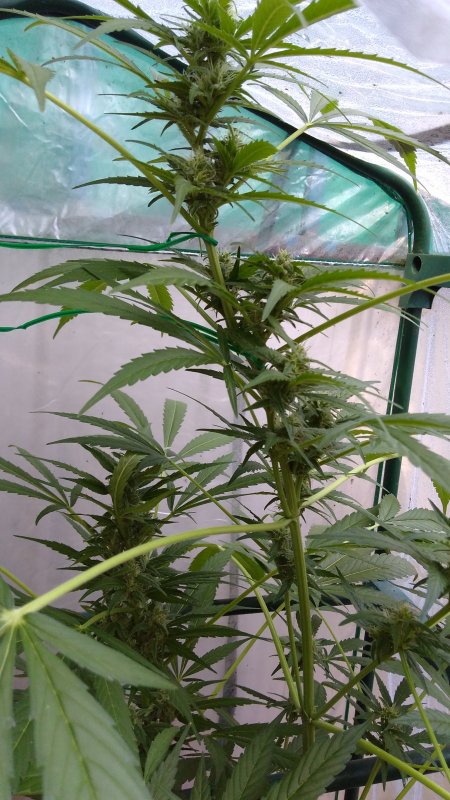 Cogollo White Widow XXL a dia 70.jpg