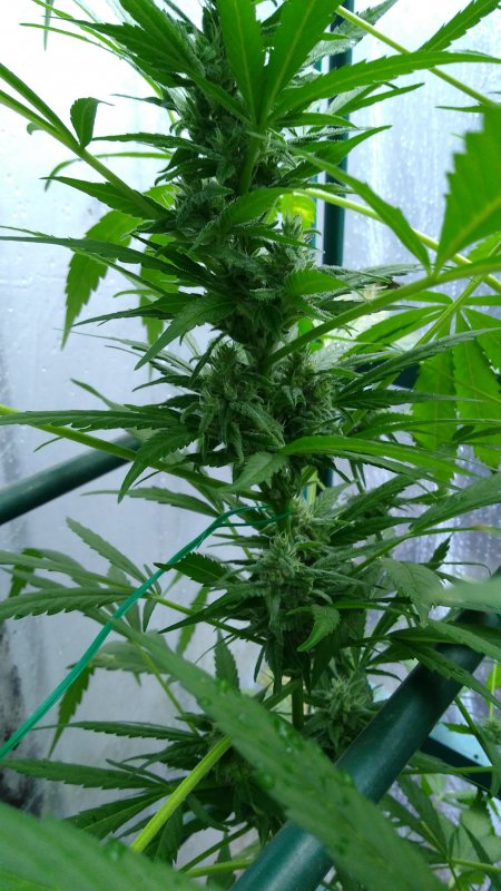 Cogollo White Widow XXL b dia 75.jpg