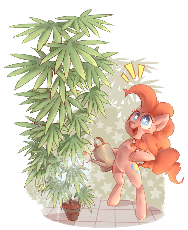 COMM-Pinweed pie.png