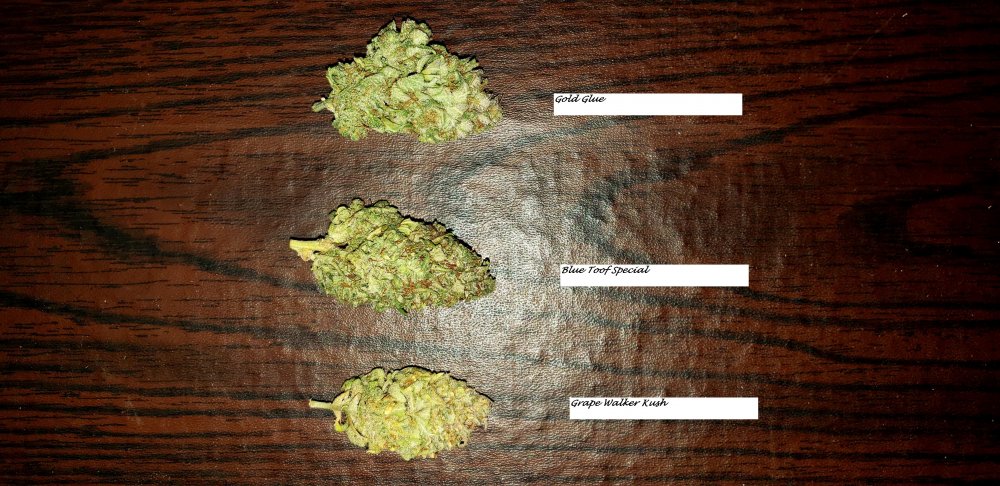 Comparison nugget shot.jpg