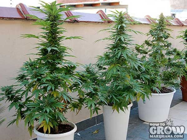 container-cannabis-growing.jpg