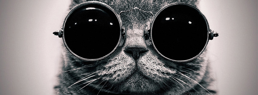 cool-cat-fb-cover.jpg