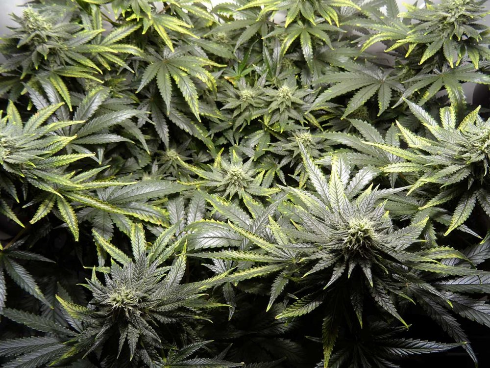 copper-deficiency-cannabis-flowering.jpg