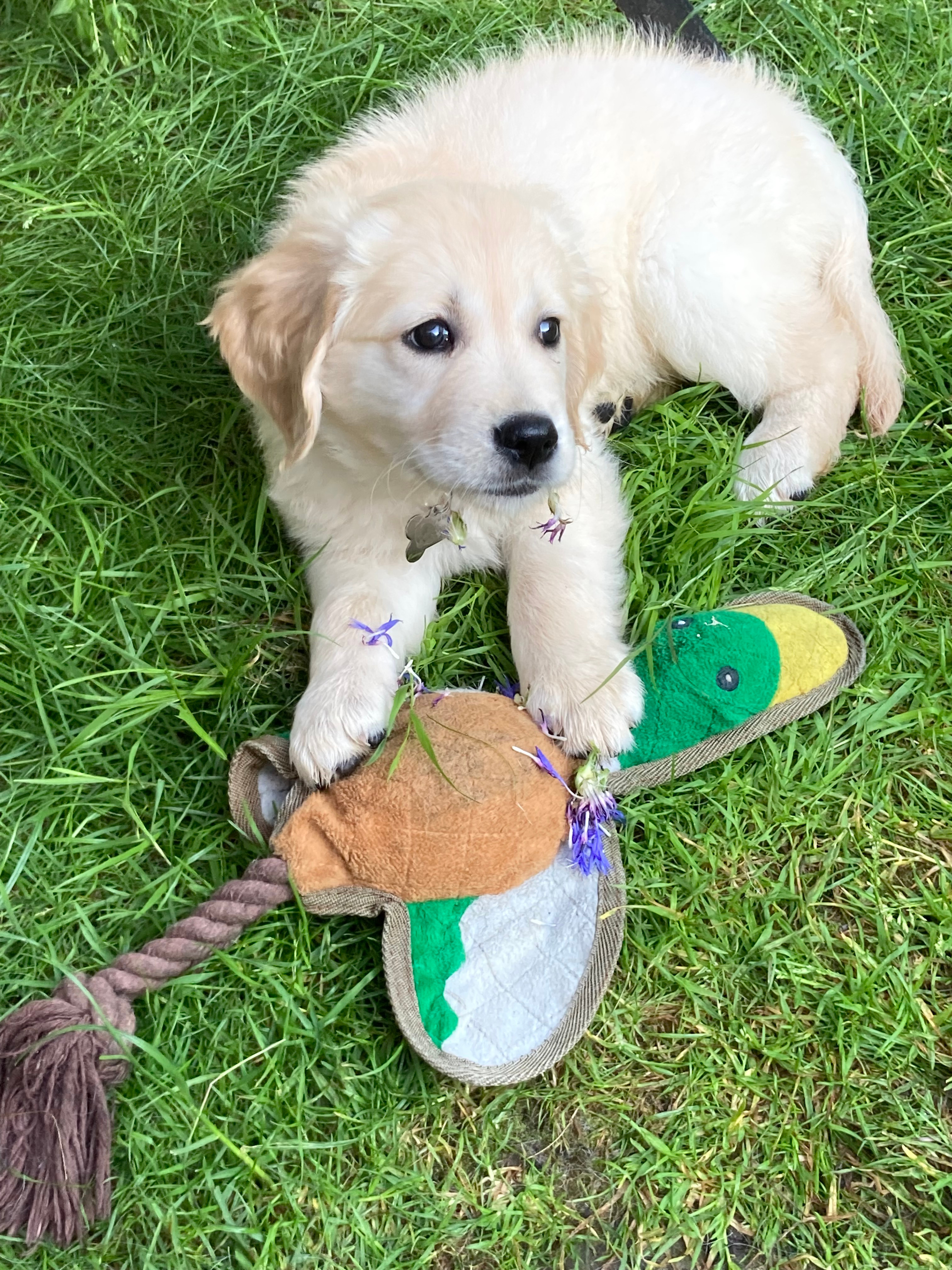 Cornflower Puppy.jpg